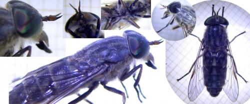 Tabanus bromius
